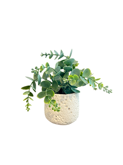 Small Plant