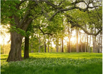 Greenery Backdrop