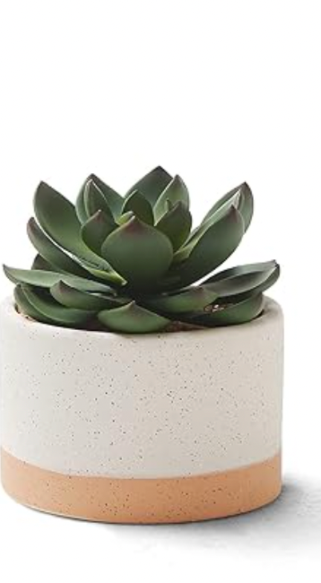 Succulent